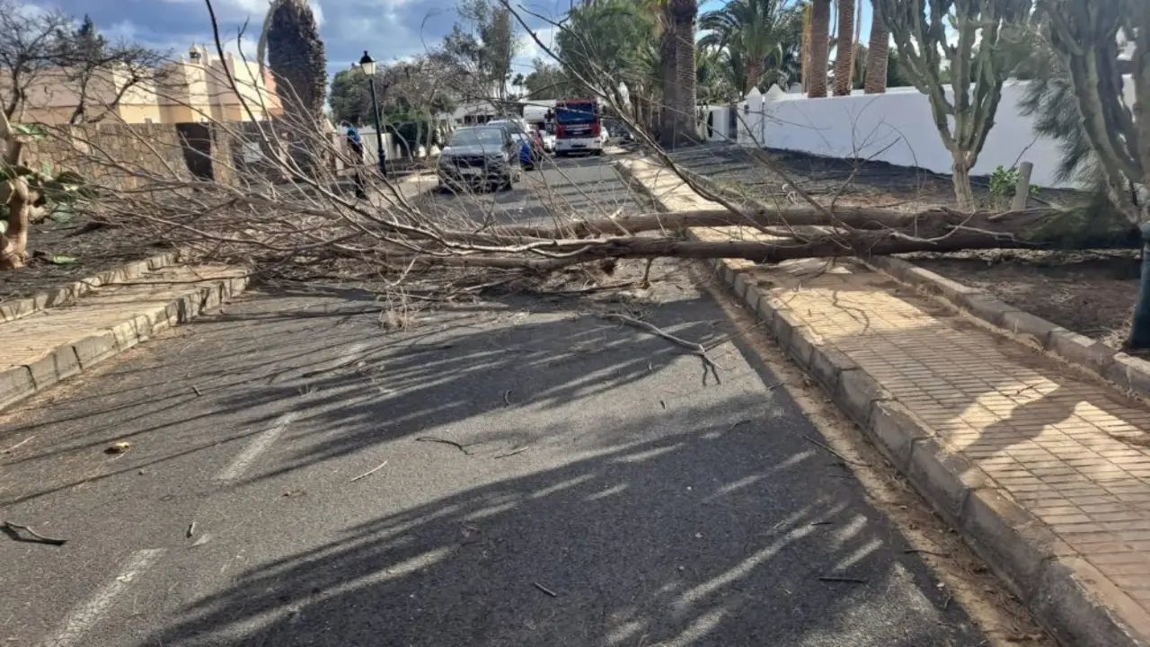 Árbol caído en Costa Teguise