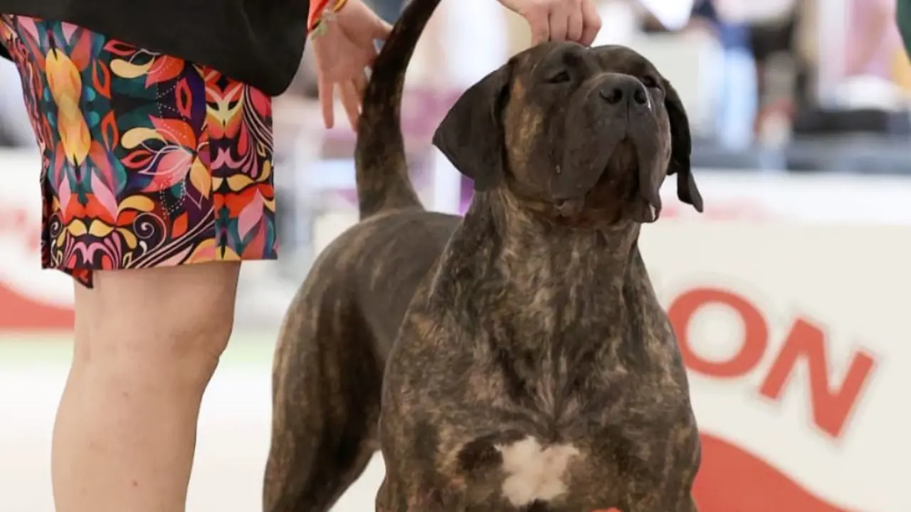 Presa canario Covadonga