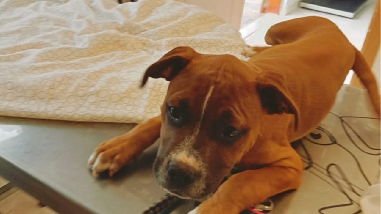 Cachorro abandonado en la zona de Jameos.