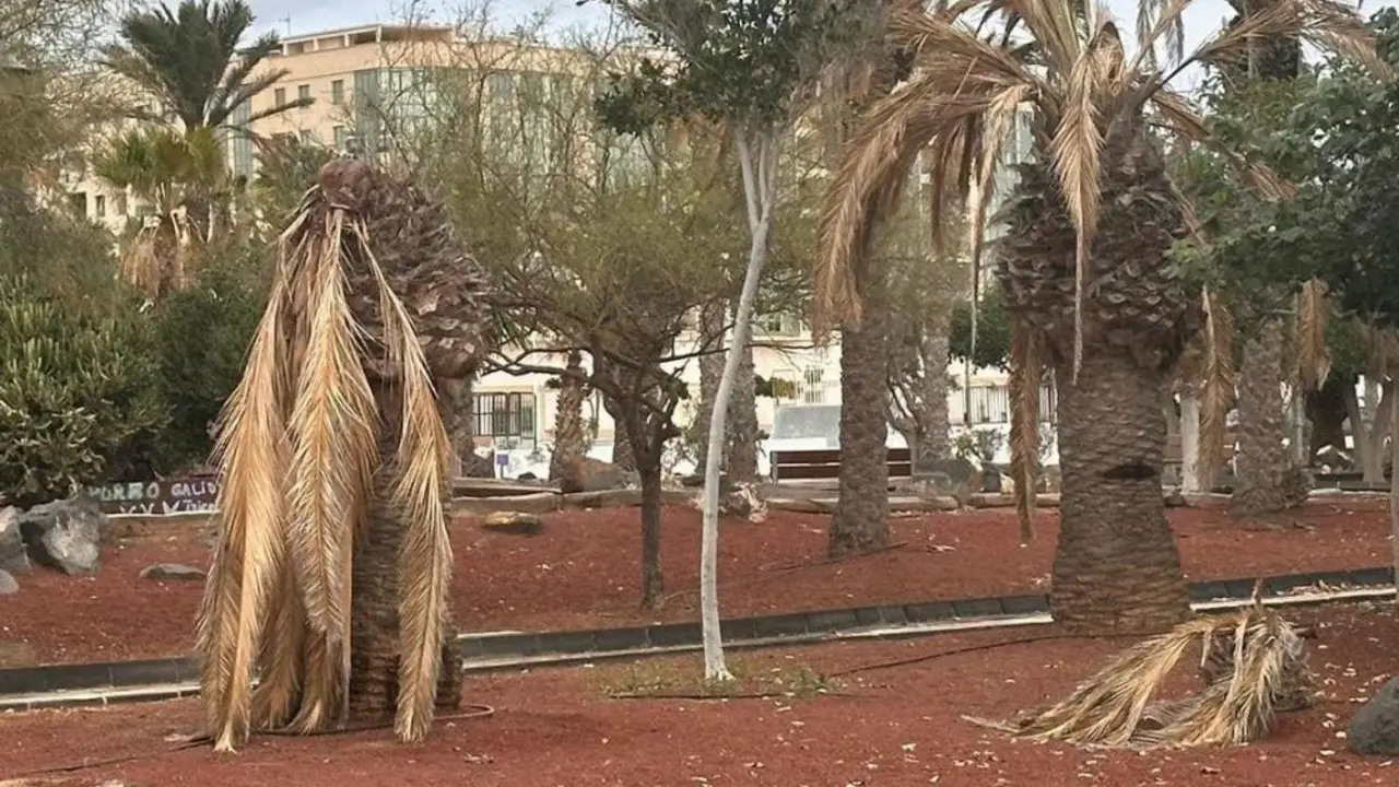 Árboles y palmeras en Arrecife