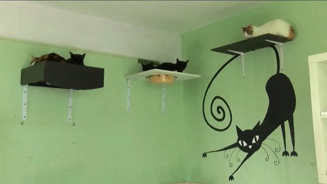 Gatera en Sara Protectora.