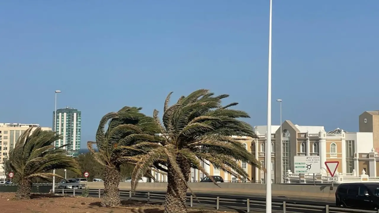 Palmeras moviéndose por el viento en Arrecife.
