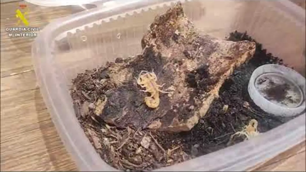 Animales potencialmente peligrosos.