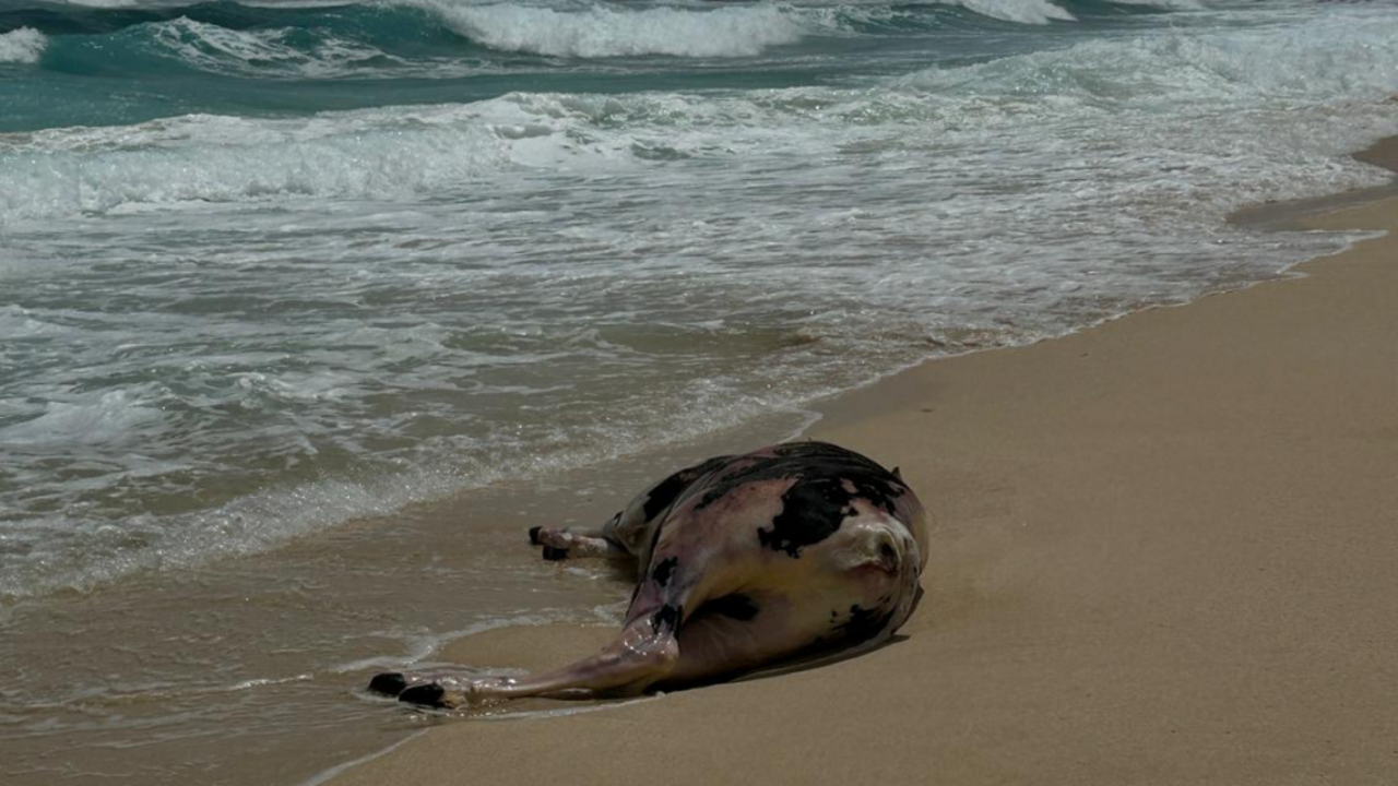 Vaca muerta en playa Lambra, en La Graciosa.