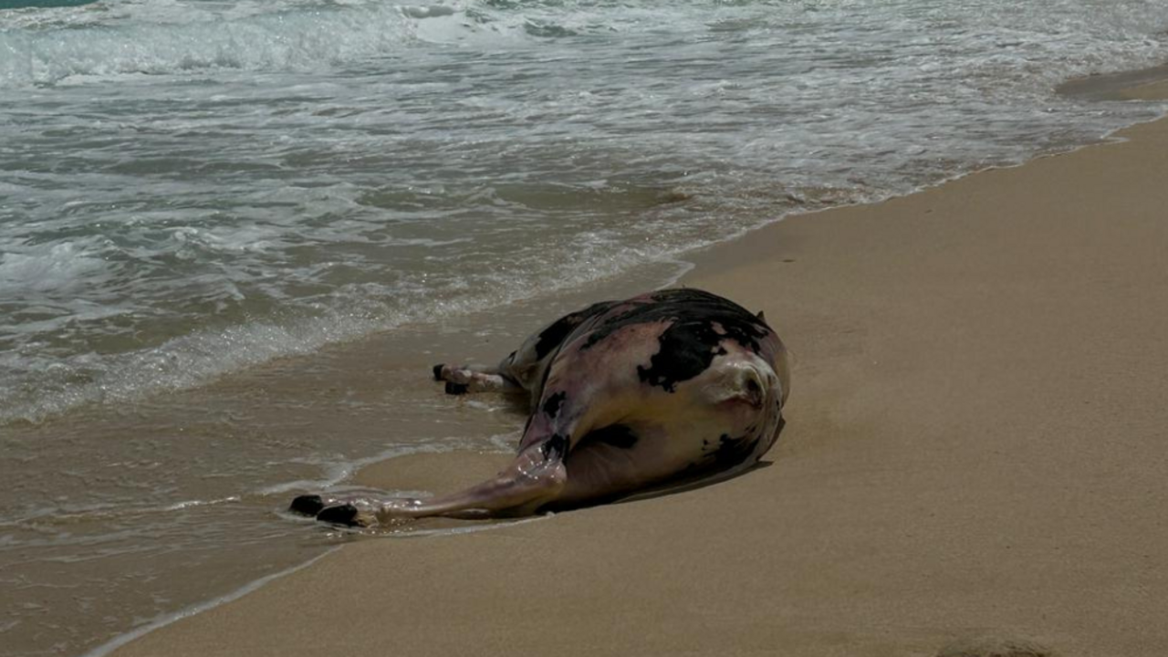 Vaca muerta en playa Lambra, en La Graciosa.