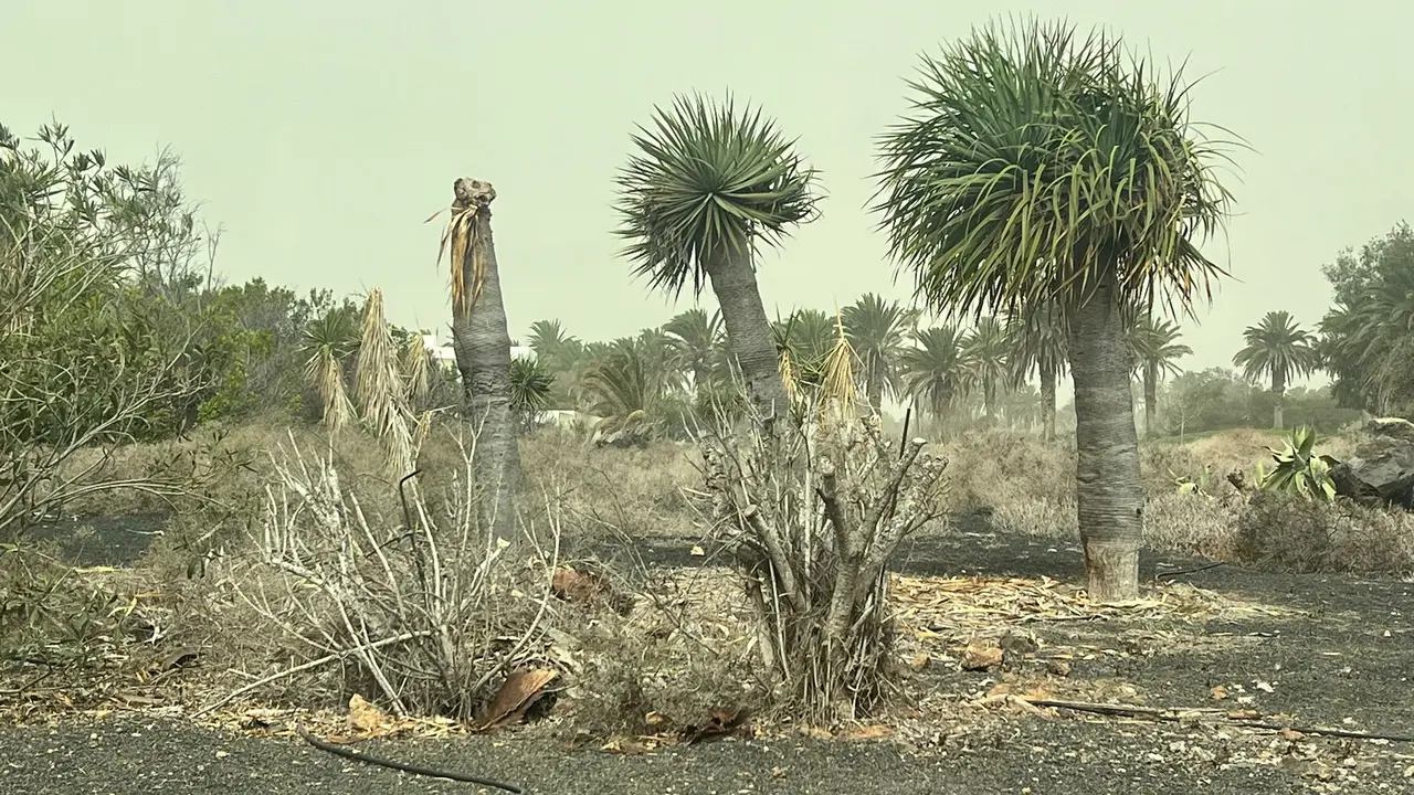 Estado de los Jardines Costa Teguise.