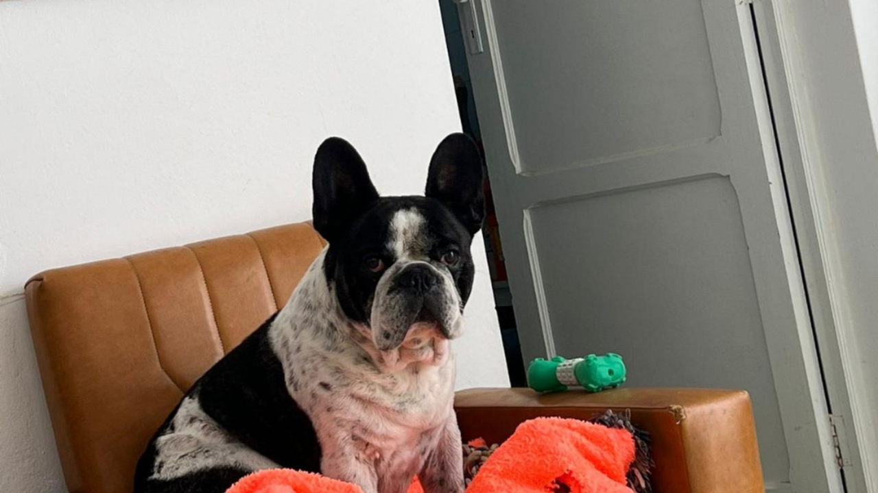 'Truh&aacute;n', perro perdido en &Oacute;rzola.