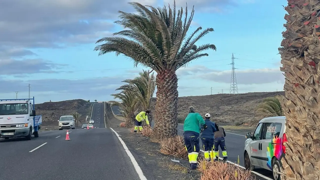 Palmeras Costa Teguise.