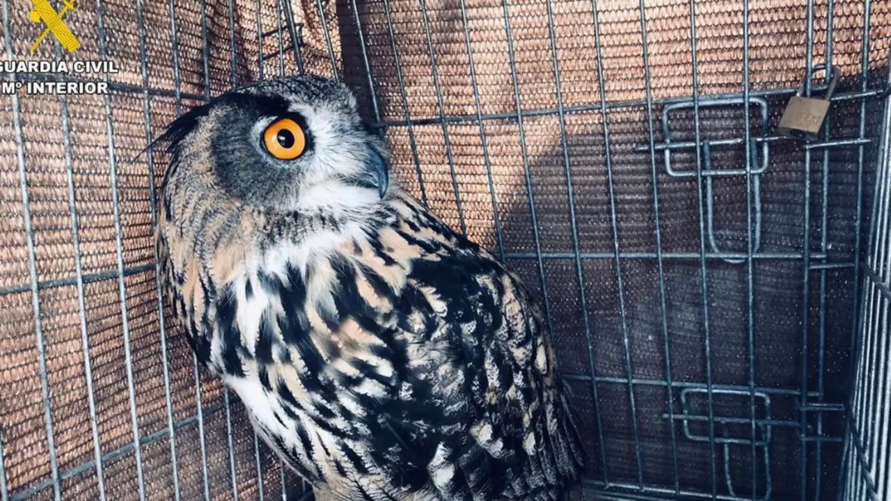 Uno de los b&uacute;hos