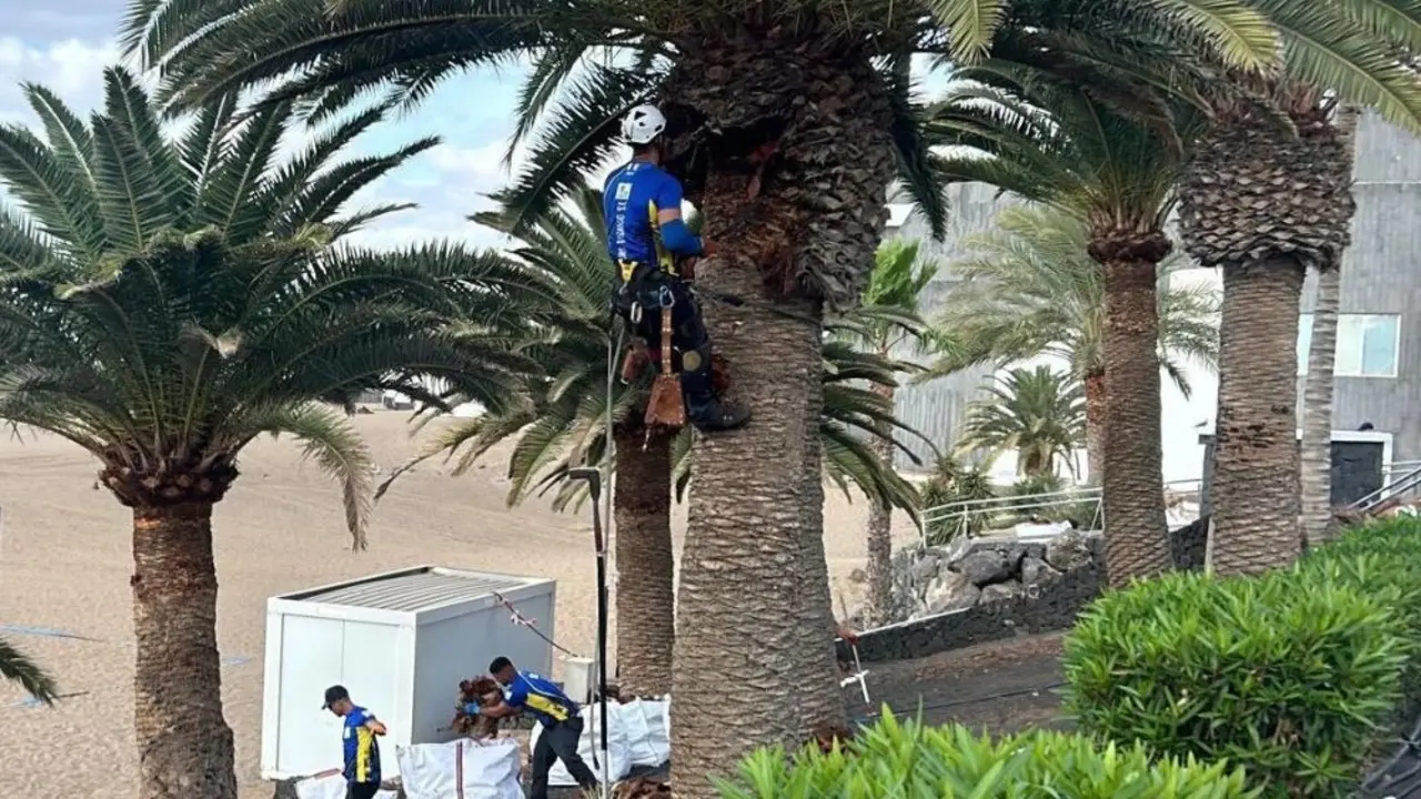 Cuidado de palmeras en Tías
