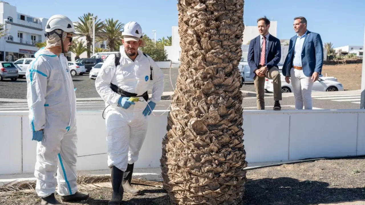 Visita a los trabajos contra la plaga de las palmeras