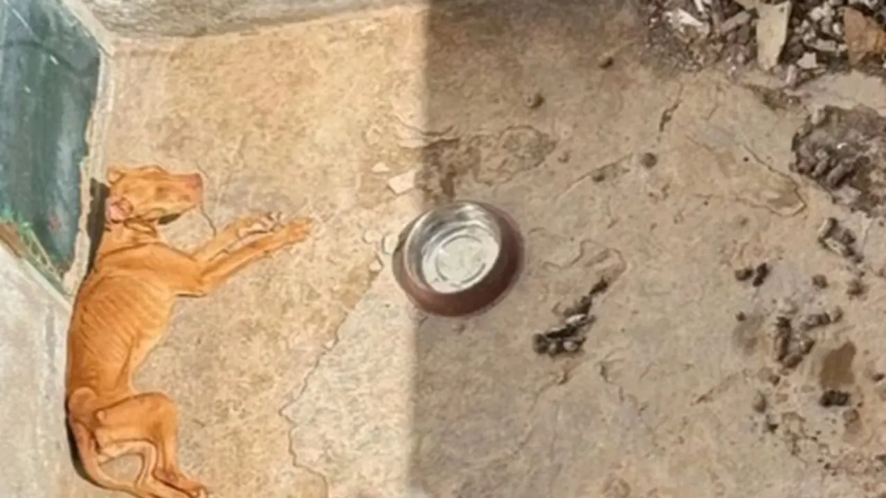 Captura de pantalla (19)