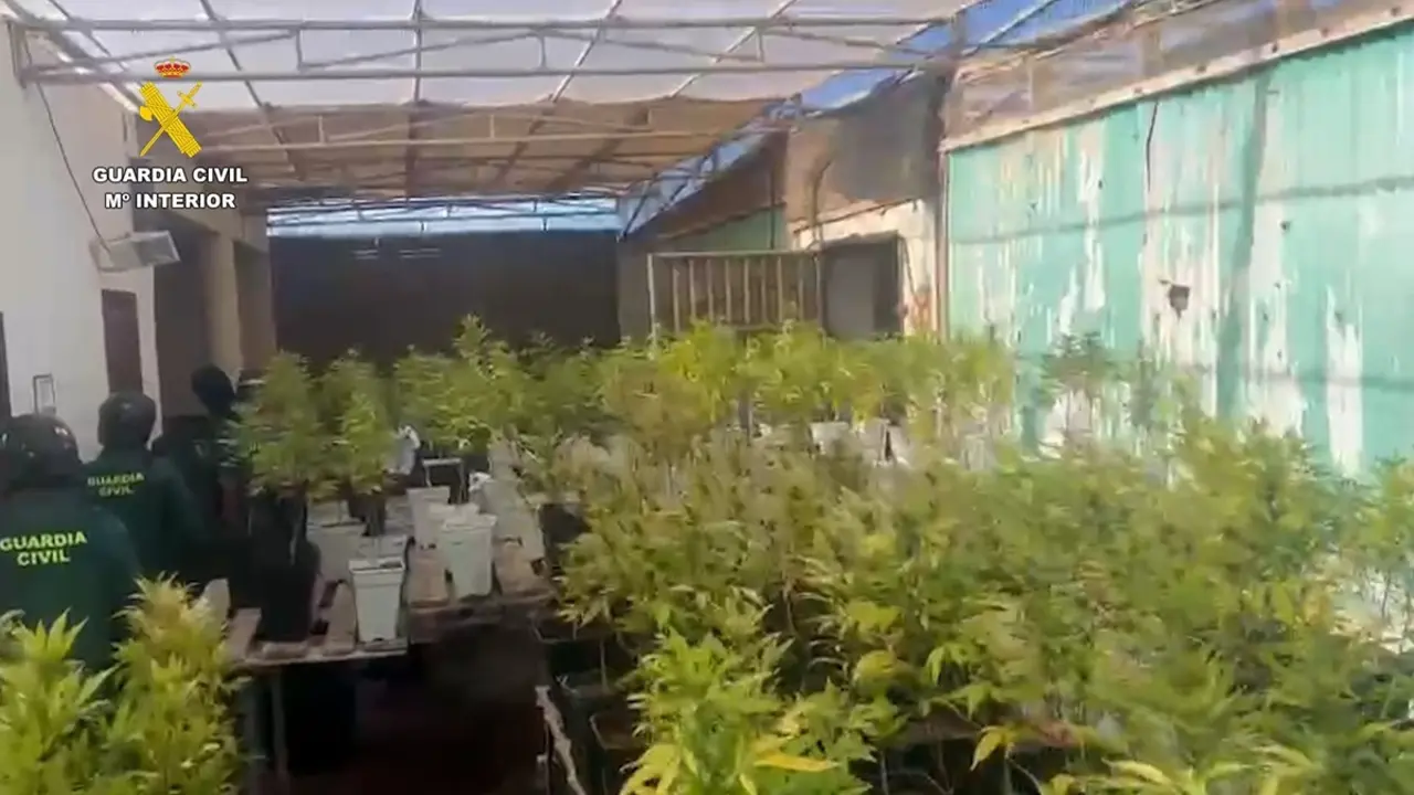 La plantaci&oacute;n de marihuana en Tah&iacute;che