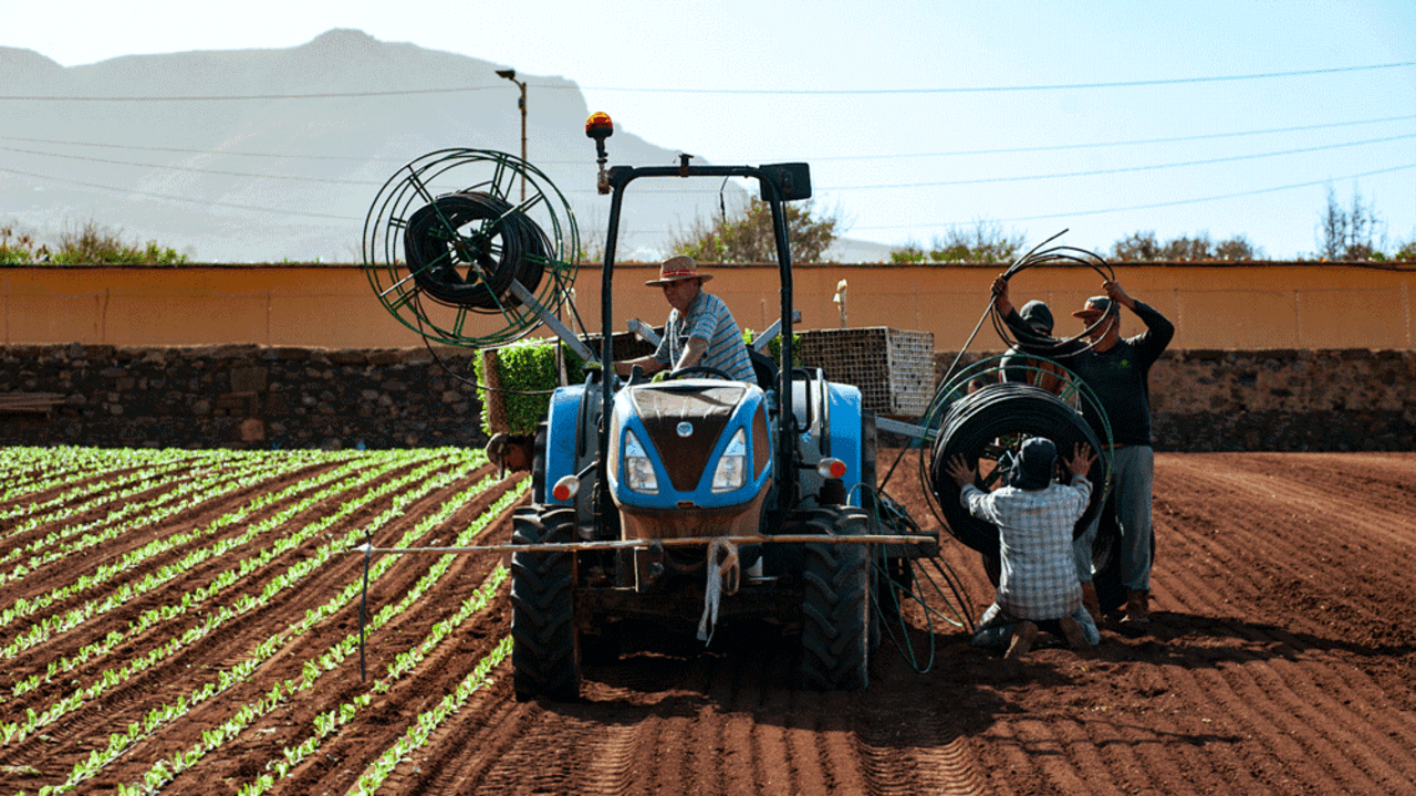 Campo de lechugas del proveedor CS Vidagri.