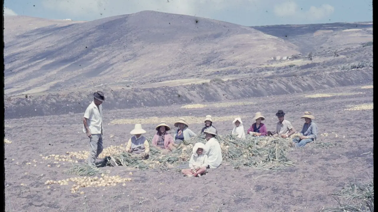 Grupo campesinos cortando cebollas en Mácher Alto. Diapositiva anónima