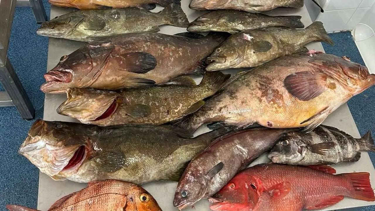 pescados incautados, imagen cedida a ADACIS por la Guardia Civil