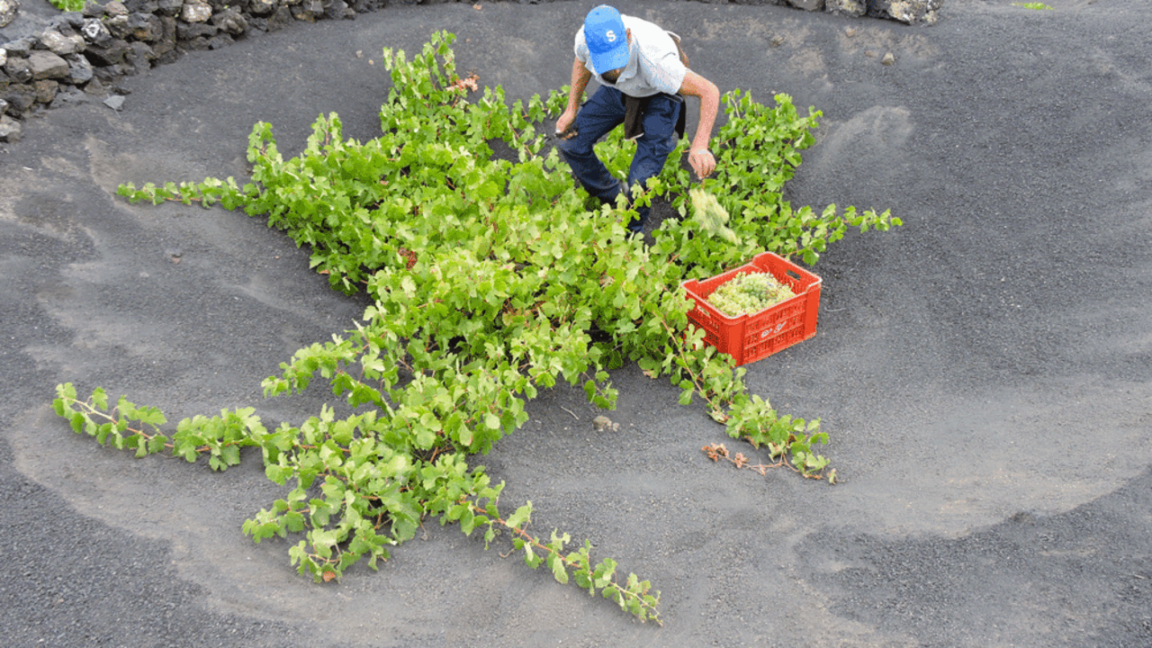 Vendimia de Bodegas de Yuco