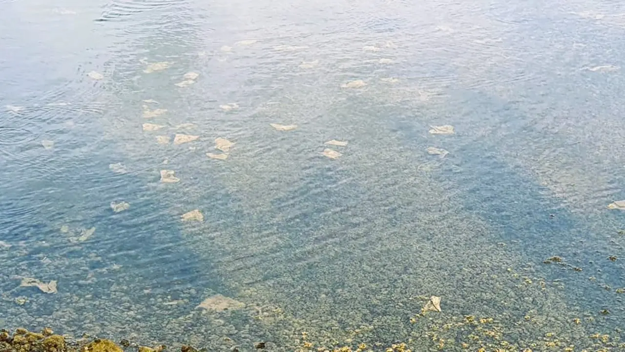 Toallitas vertidas desde la red de saneamiento que llegan hasta el fondo del Charco de San Ginés