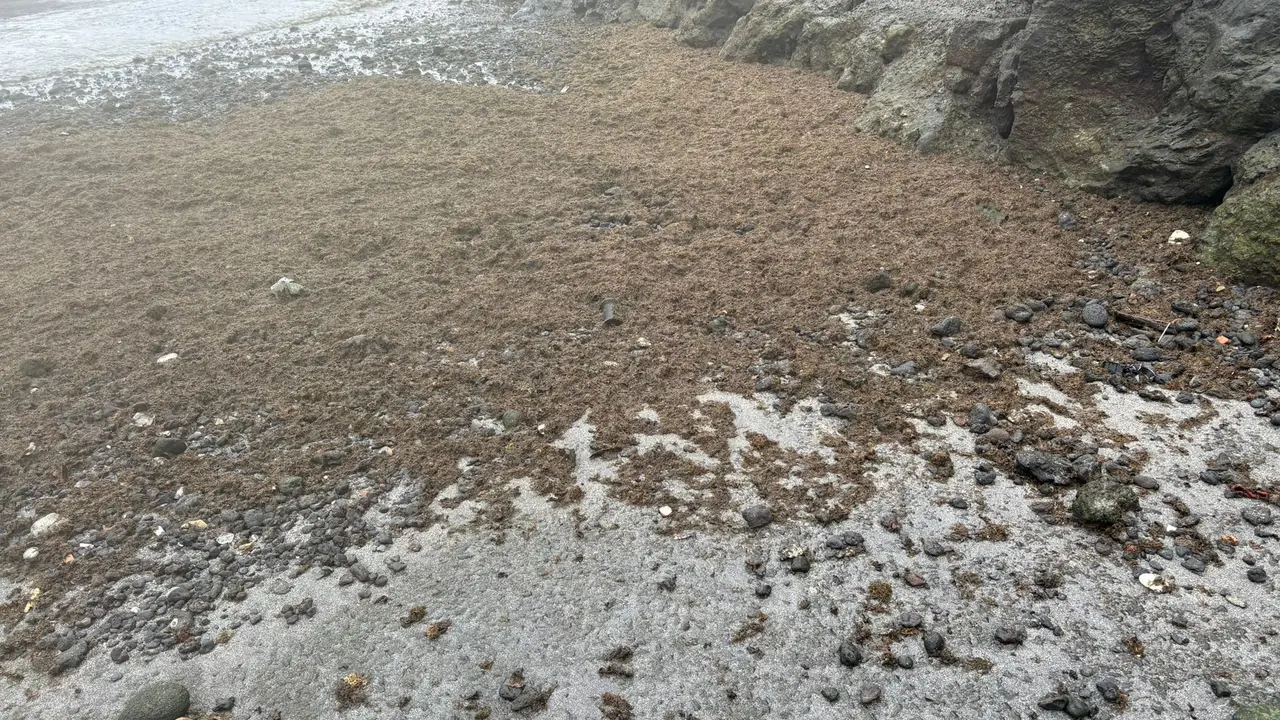 Proliferaciones de microalgas en Punta Mujeres  (1)