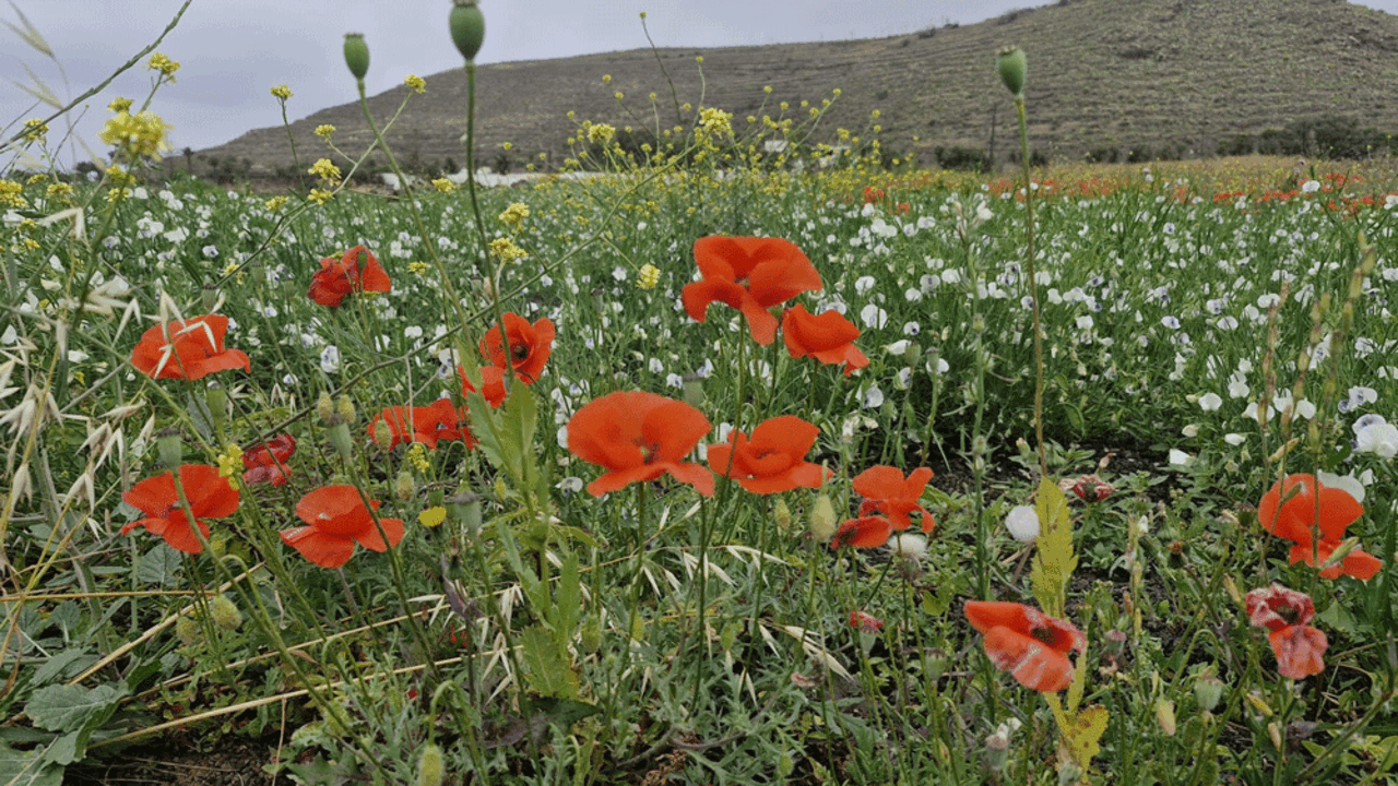 Paisaje de Lanzarote