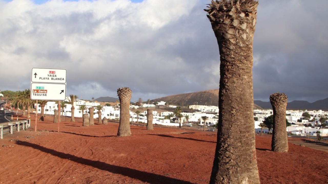 cementerio de palmeras