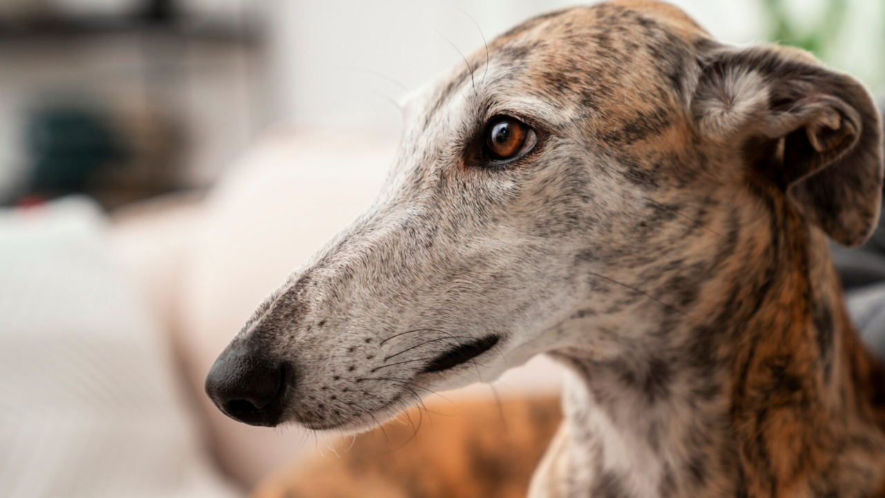 Galgo