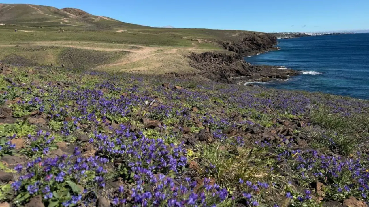 Las flores y el verdes se ha apoderado de Lanzarote