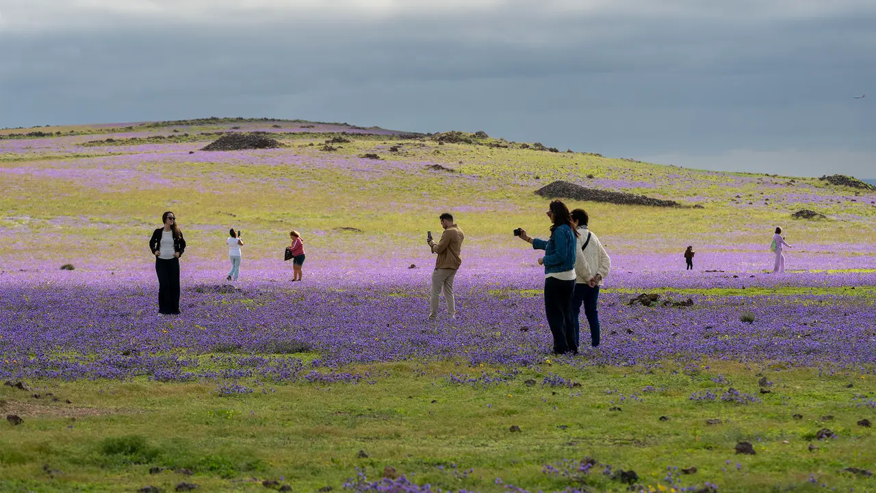 La isla de Lanzarote ha cambiado su aspecto habitual por las lluvias ca&iacute;das este a&ntilde;o y el verde y otros colores han cubierto los terrenos y laderas. En la imagen un paisaje en Yaiza, zona sur de la isla. EFE/Adriel Perdomo