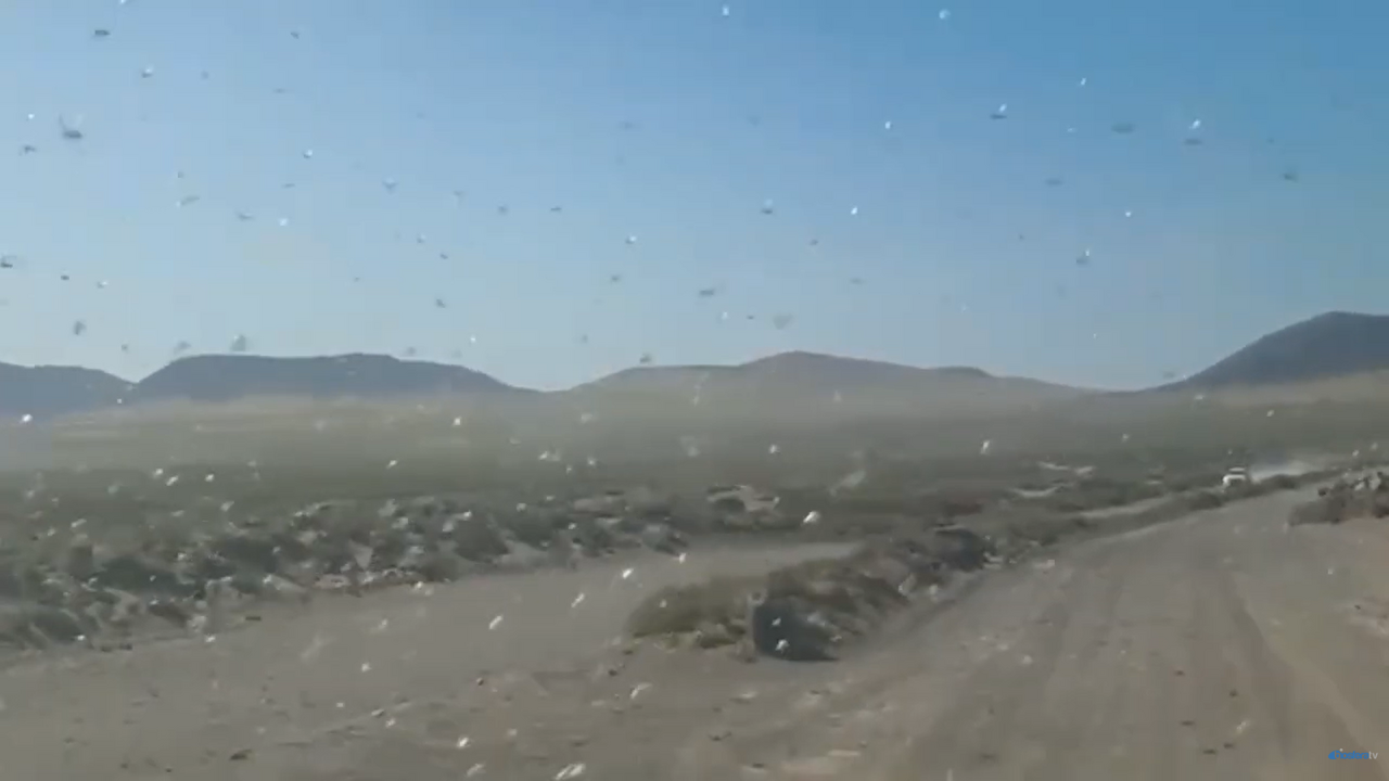 Langostas en Famara 2