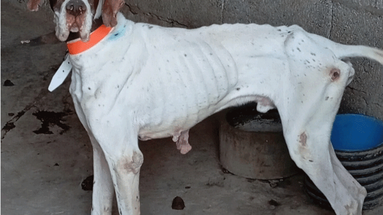 Uno de los perros maltratados