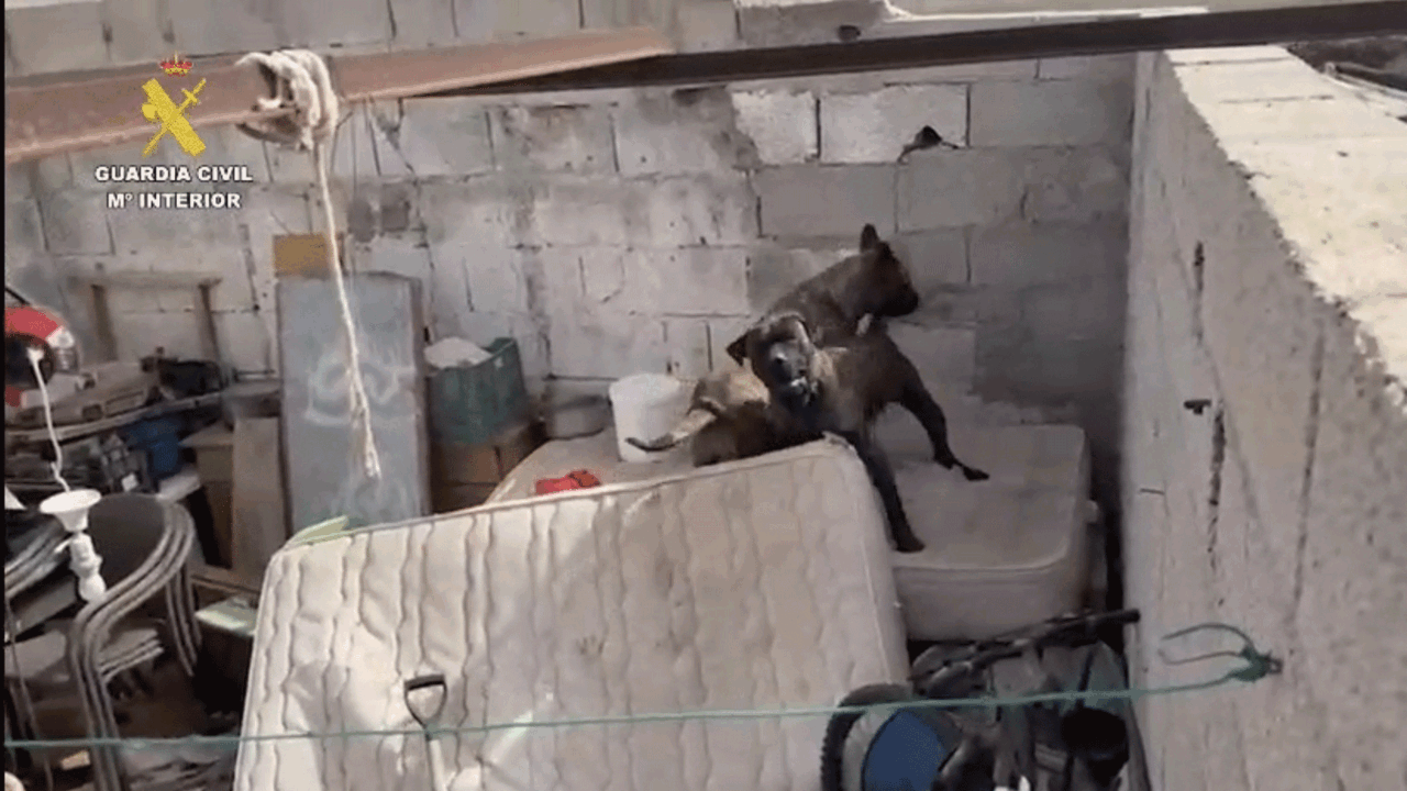 Im&aacute;genes de los perros