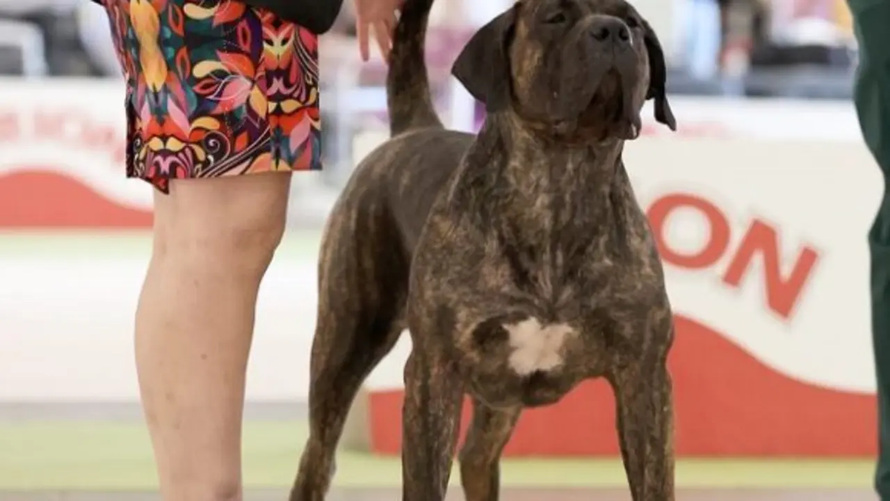 Presa canario campeona Covadonga