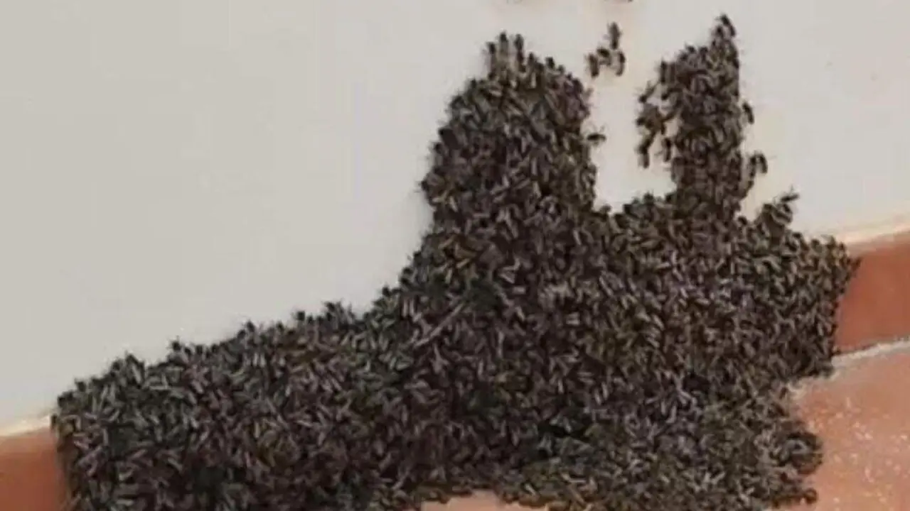 Un enjambre de abejas