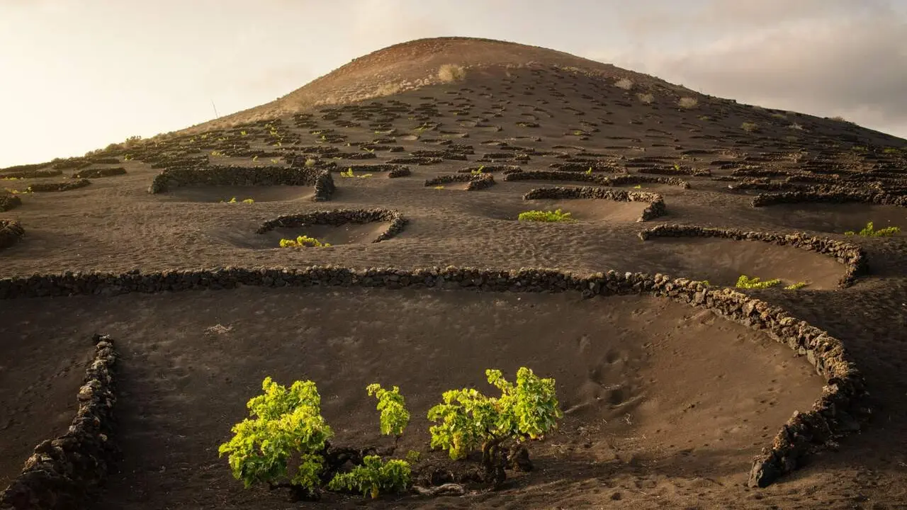 La DOP Vinos de Lanzarote suma un Baco de Oro y tre