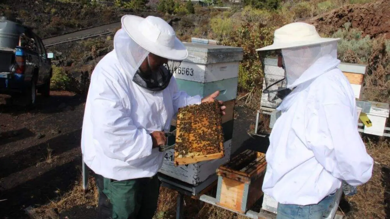 Abeja negra canaria