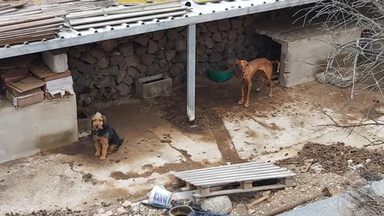 Ademal denuncia el estado de cuatro perros en una finca de Haría. Imágen de archivo.