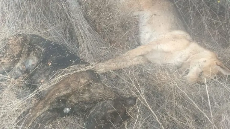 Cadáveres de los perros