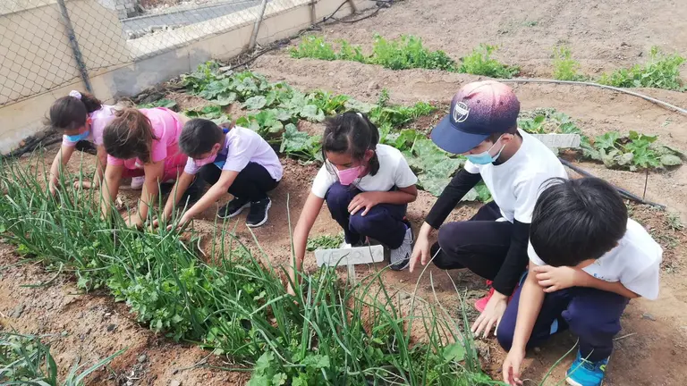 Estudiantes en los huertos escolares&nbsp;