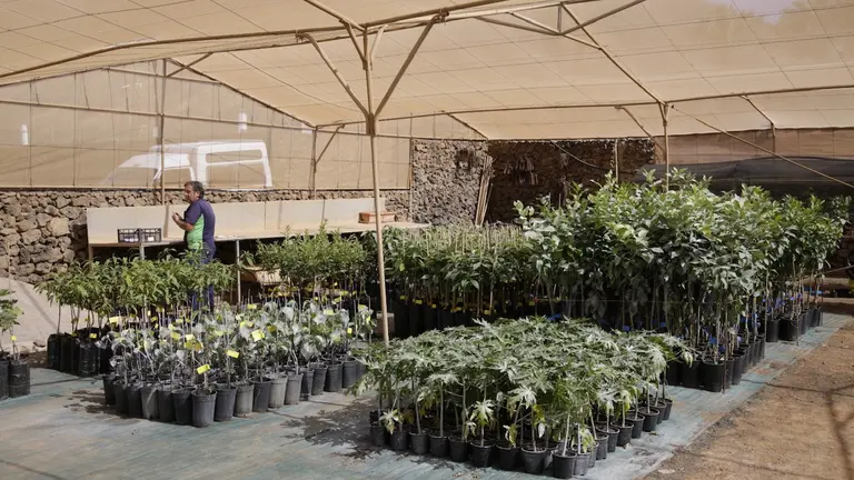 Arboles. Imagen de archivo.