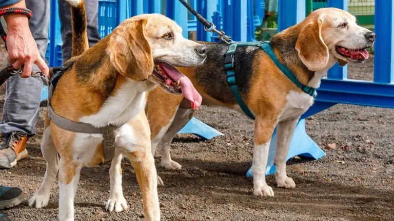 Polo y Duna, perros en la Protectora de Animales Sara
