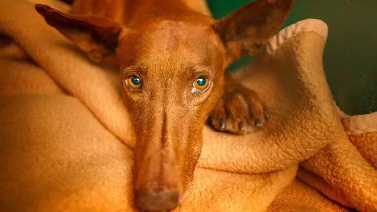 Podenco de nombre Guerrero. FOTO: SARA