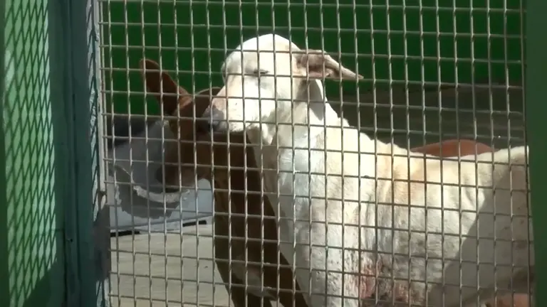 Perros en Sara Protectora