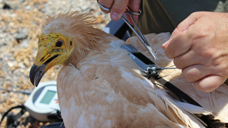 Colocación de un GPS/GSM a un ejemplar de guirre (Foto: https://www.lifegyptianvulture.it/)