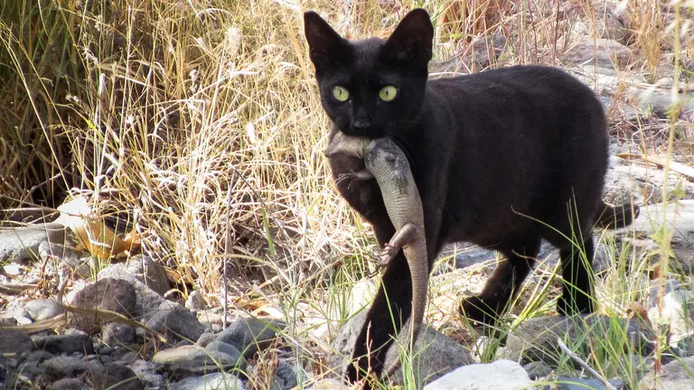 Gato con un lagarto endémico de Canarias