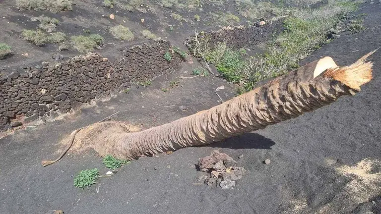 Palmera de Masdache caída