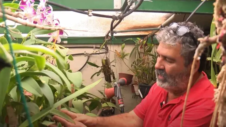 Más de 1.000 orquídeas en casa de Mauricio Cerpa