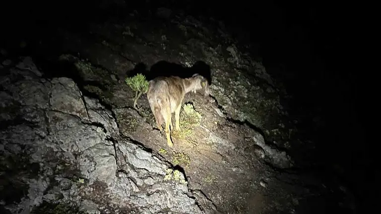 Cabra rescatada por los bomberos