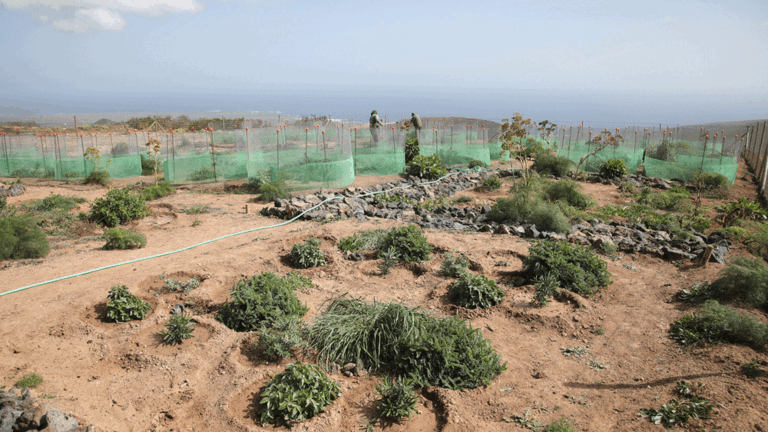Restauración de hábitats de las cumbres de Famara. FOTO: ARCHIVO