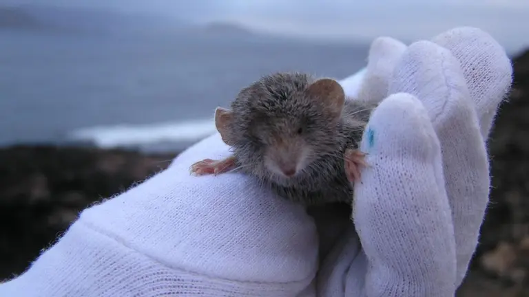 Musaraña canaria (Foto: Claudia Shuster)