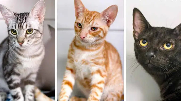 Gatos protectora de animales Sara